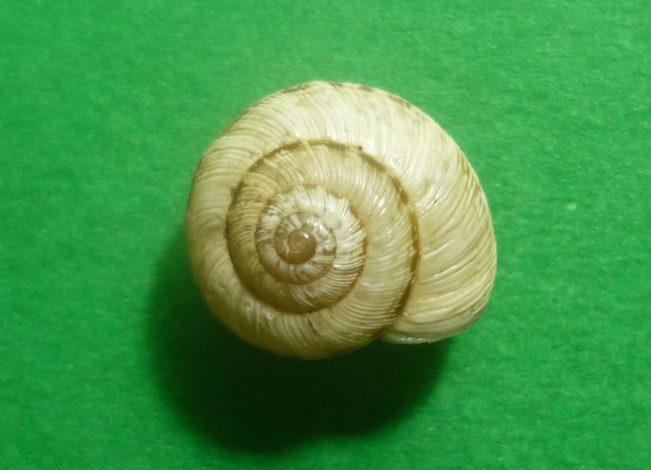 Cernuella enigmatica da Viterbo